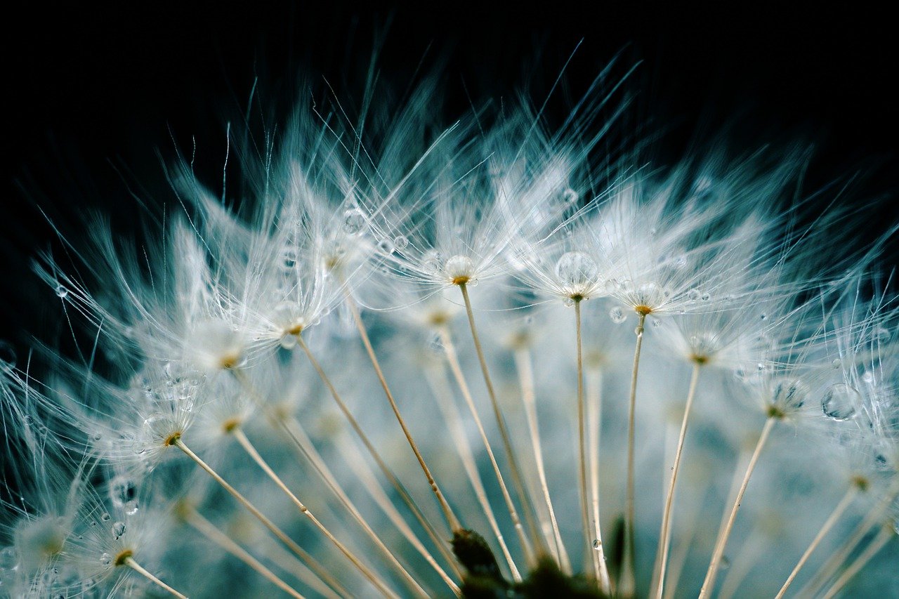 dandelion, flower, waterdrop-6767804.jpg